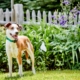 A happy dog standing calmly inside a well-kept garden with fence boundary visible
