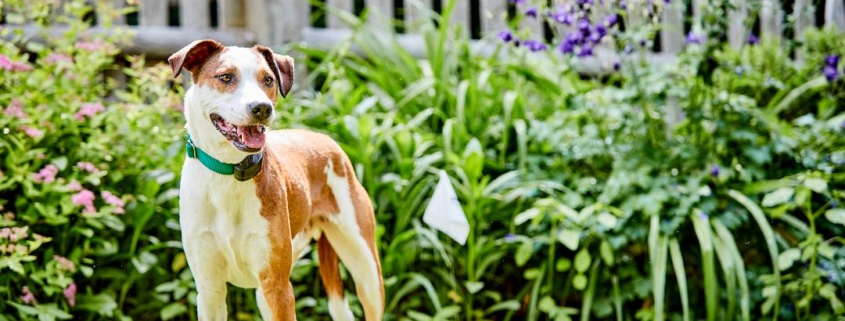 A happy dog standing calmly inside a well-kept garden with fence boundary visible