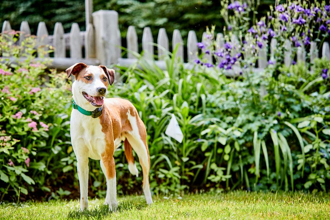 Dog standing calmly inside a secure fenced garden boundary