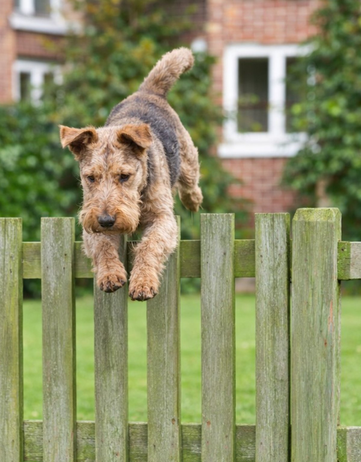 dog-jumping-over-garden-fence Dog jumping over a wooden garden fence in a residential garden