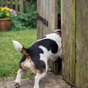 dog squeezing through gap in wooden garden gate