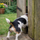 dog squeezing through gap in wooden garden gate