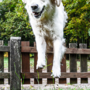Jumping Golden Retriever large dog jumping over wooden garden fence