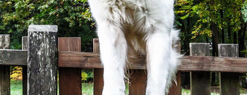 large dog jumping over wooden garden fence