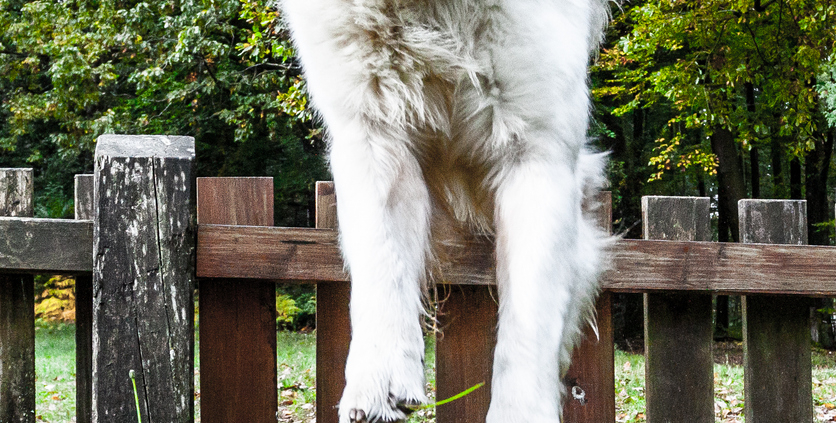 large dog jumping over wooden garden fence
