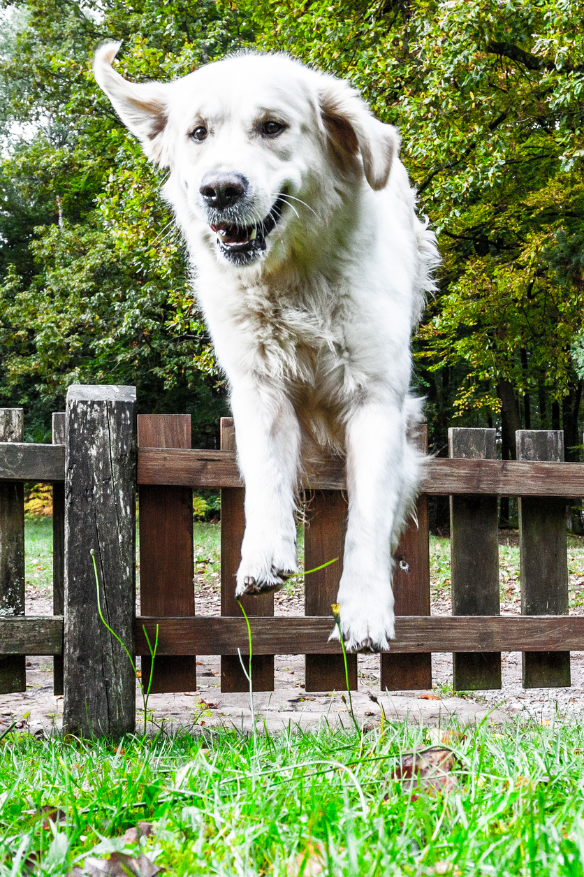 large dog jumping over wooden garden fence