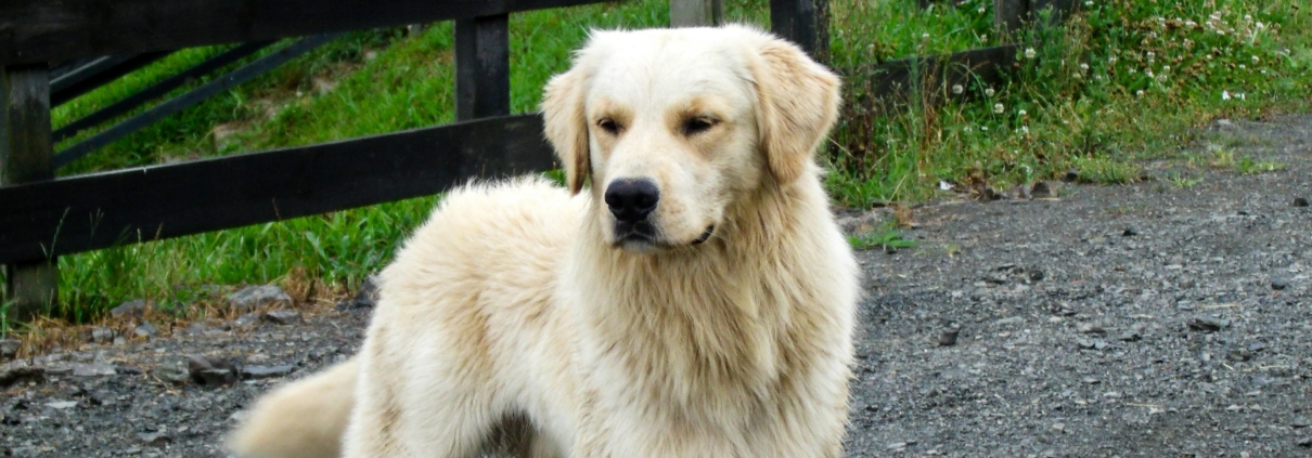 why dogs escape gardens – dog standing by rural fence boundary