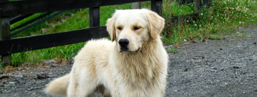 why dogs escape gardens – dog standing by rural fence boundary