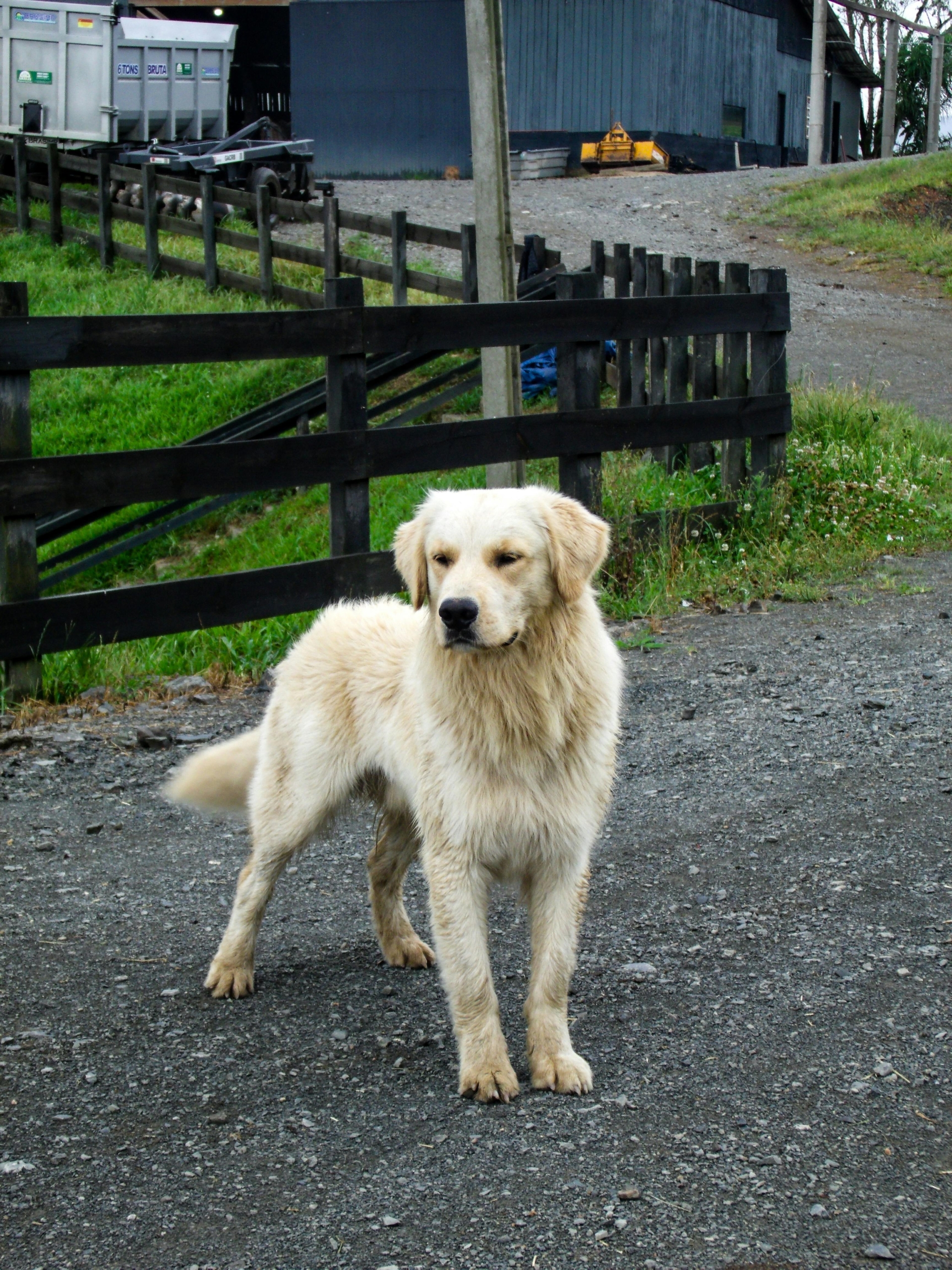 why dogs escape gardens – dog standing by rural fence boundary