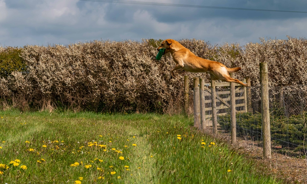 large working dog jumping over rural garden fence