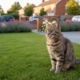 Invisible Fence for Cats: The Complete UK Guide to Safe Feline Freedom in 2026