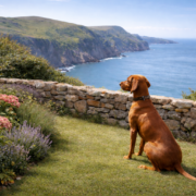 vizsla sitting safely in coastal garden near cliff edge overlooking the sea