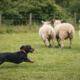 Dachshund chasing sheep illustrating what counts as livestock worrying under UK law