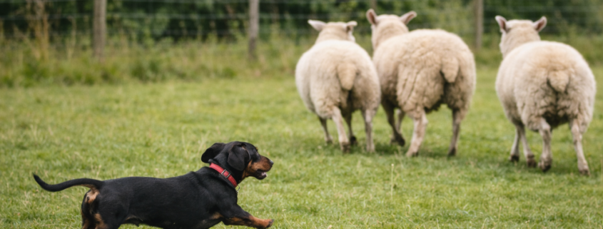 Dachshund chasing sheep illustrating what counts as livestock worrying under UK law