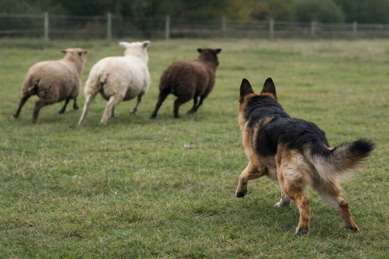 German Shepherd chasing sheep in rural field illustrating livestock worrying law UK