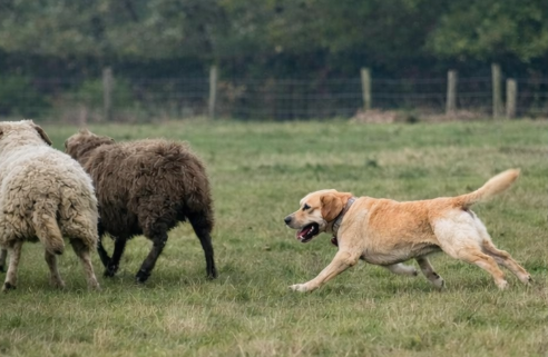 Dog chasing sheep in rural field illustrating livestock worrying offence UK