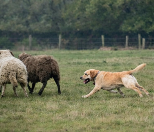 Dog chasing sheep in rural field illustrating livestock worrying offence UK