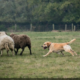 Dog chasing sheep in rural field illustrating livestock worrying offence UK