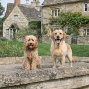 Labrador and cockapoo standing on a stone bridge outside a Cotswold cottage with low garden boundaries