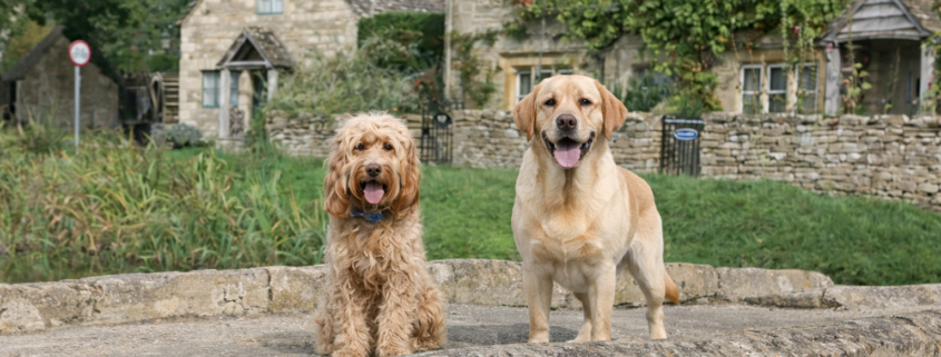 Labrador and cockapoo standing on a stone bridge outside a Cotswold cottage with low garden boundaries
