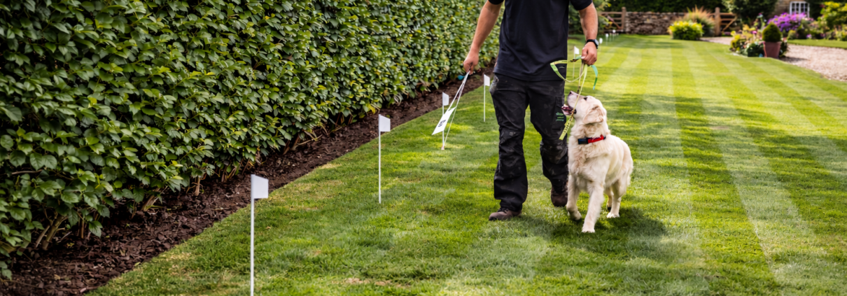 installer training dog to understand invisible dog fence boundary using training flags