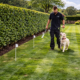 installer training dog to understand invisible dog fence boundary using training flags