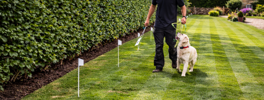 installer training dog to understand invisible dog fence boundary using training flags