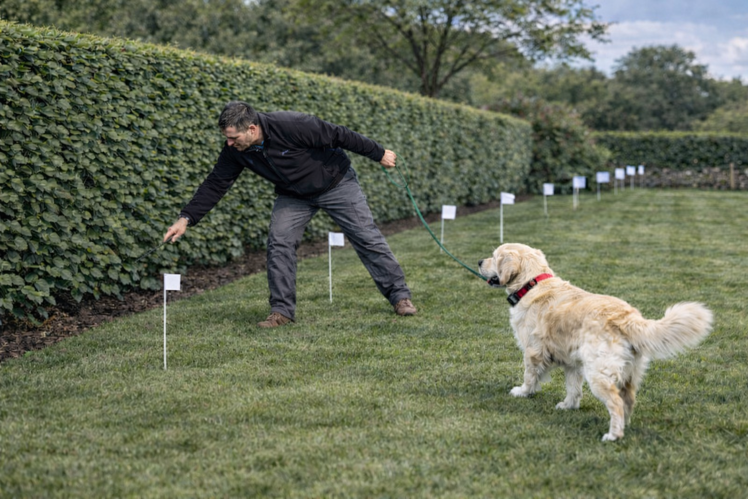 dog in training with training flags
