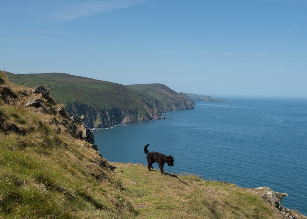 Alt Tagdog walking close to cliff edge on coastal path highlighting cliff top dog safety risks