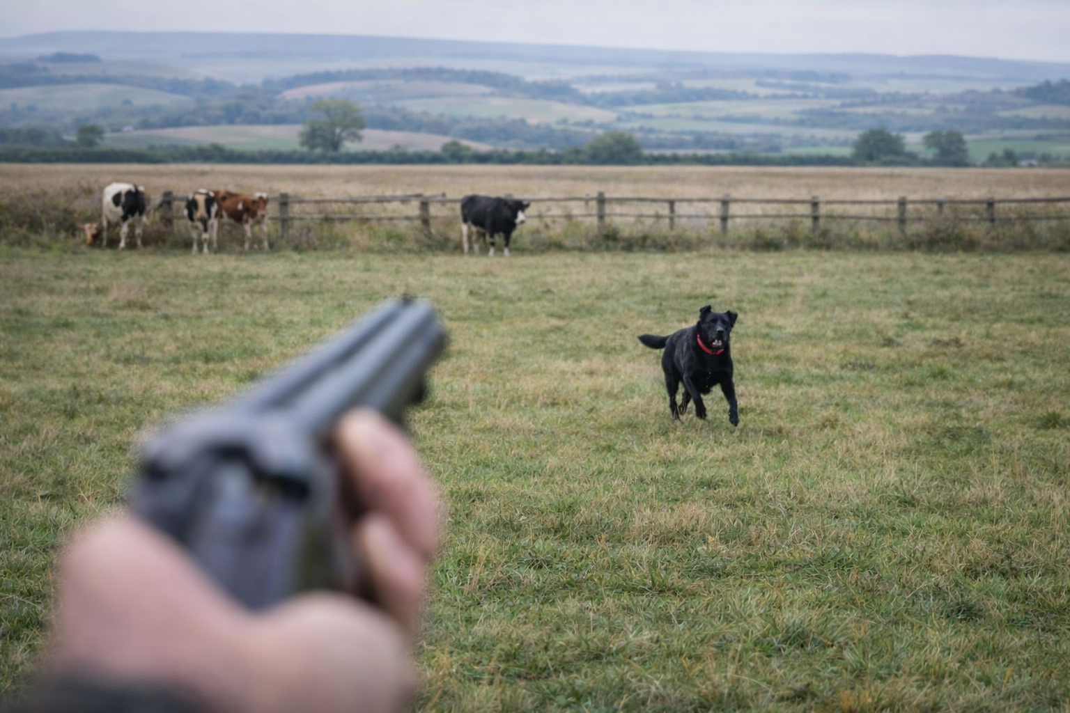 Loose dog running in cattle field illustrating farmer legal defence under the Animals Act 1971 UK