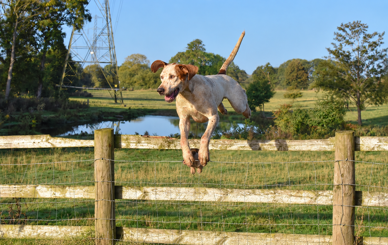 Dog jumping over a rural post-and-rail fence — a sign your escape artist is a jumper