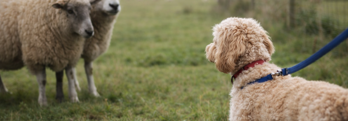 Cockapoo on lead near sheep in rural field illustrating livestock worrying law UK