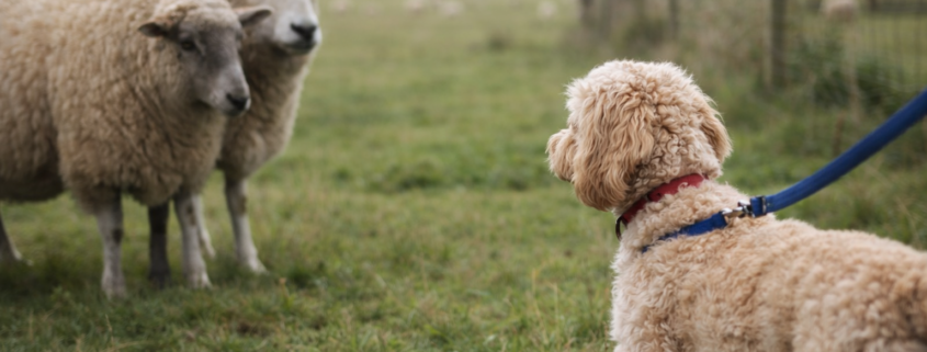 Cockapoo on lead near sheep in rural field illustrating livestock worrying law UK