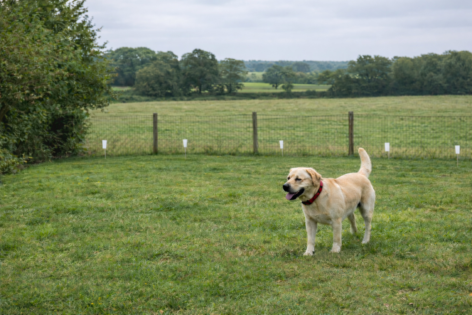Labrador wearing containment collar safely playing in secure rural garden under livestock worrying law UK
