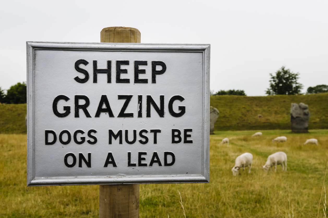 Sheep grazing sign stating dogs must be on a lead illustrating UK livestock worrying law