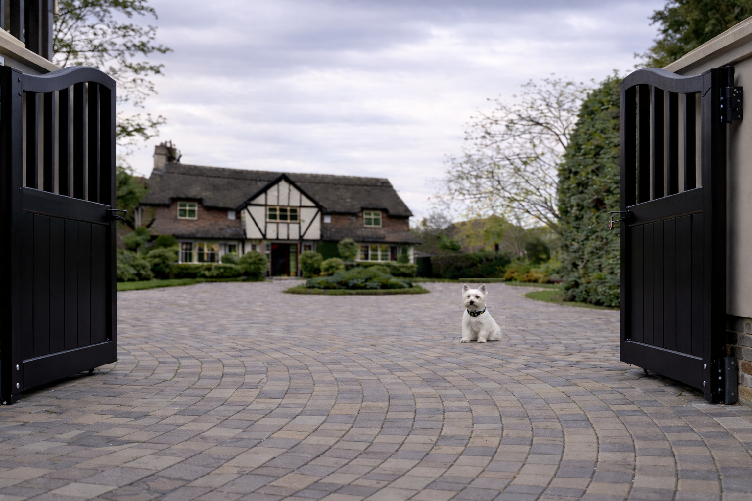 Westie sitting safely inside open electric gates wearing invisible dog fence collar on circular driveway