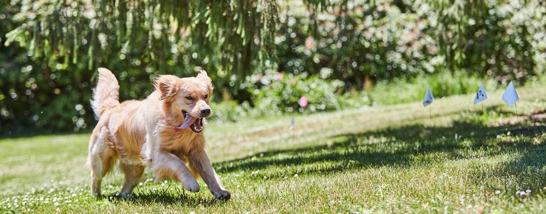 How to keep a dog safe in the garden