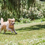 Dog running across open ground How to keep a dog safe in the garden
