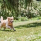 How to keep a dog safe in the garden