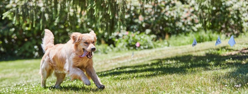 How to keep a dog safe in the garden
