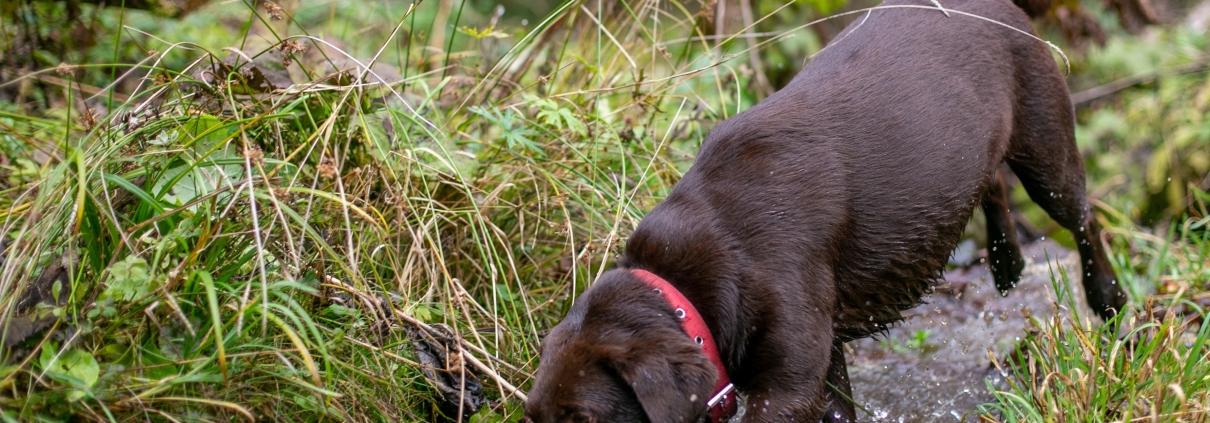Invisible dog fence with a stream in a rural UK garden