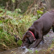 Invisible dog fence with a stream in a rural UK garden