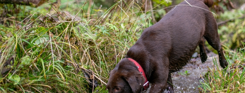 Invisible dog fence with a stream in a rural UK garden
