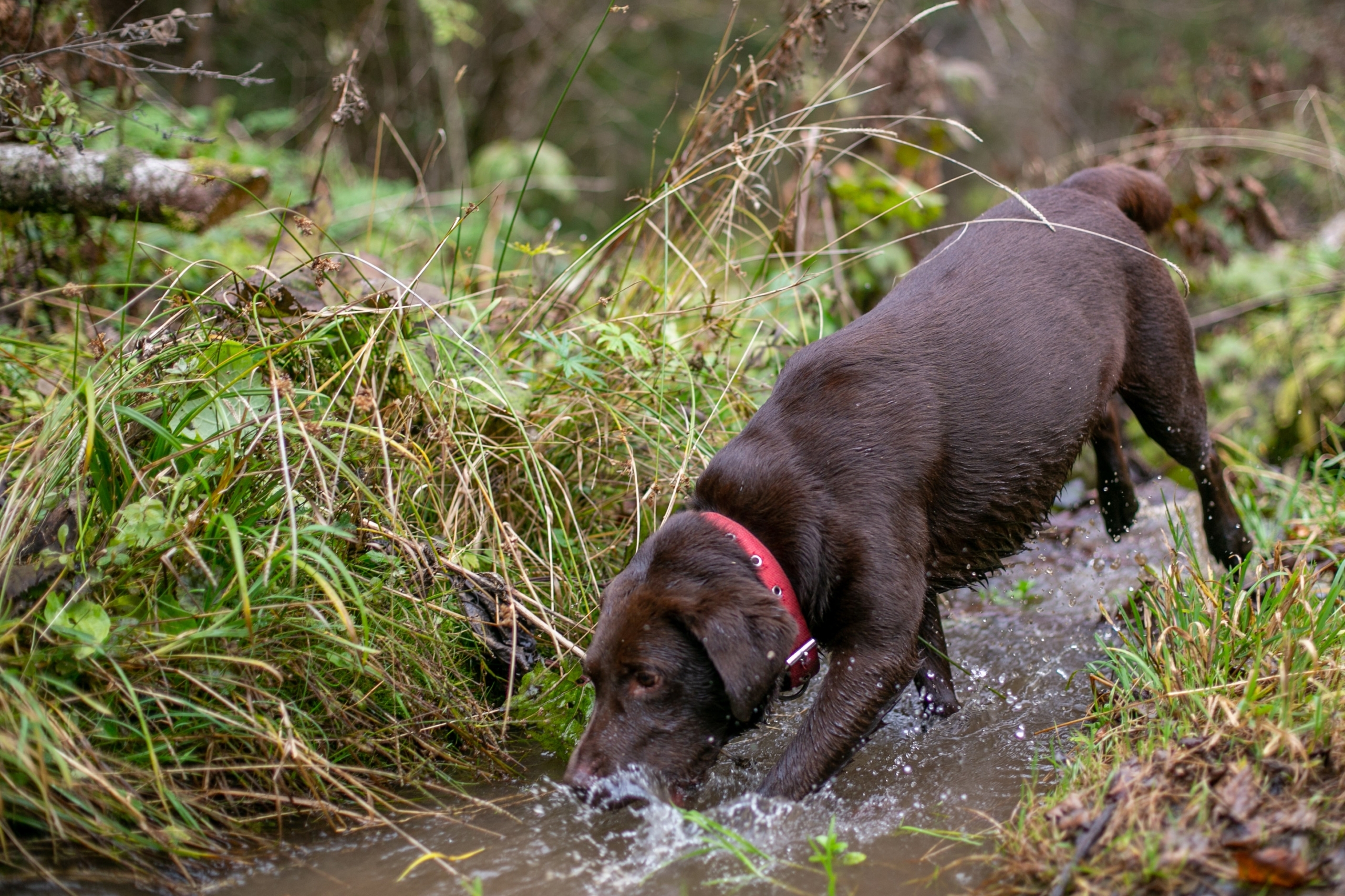 Invisible dog fence with a stream in a rural UK garden