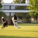 Dog Fence Receiver Collars: The Complete Guide to Safety, Technology, and Selection in 2026