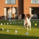 Hidden Fence Training: The Expert Guide to Safe Pet Containment