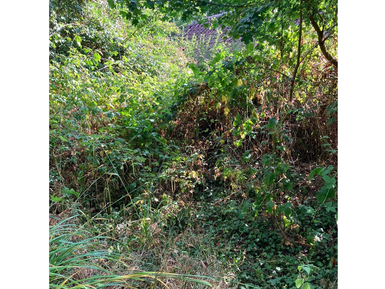 Overgrown garden boundary cleared before a hidden dog fence installation