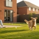 Professional Dog Fence Installation in Bracknell: The Complete Guide to Pet Safety