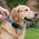 Replacement Collar Straps for Dog & Cat Fence Systems: The 2026 Safety Guide