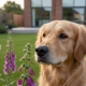 Toxic Plants for Dogs in the UK: The Complete Garden Safety Guide 2026